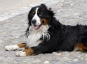 1++++Anton Ruhpolding_DDB4647 Kopie
